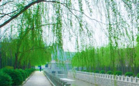 柳树醒了说课稿