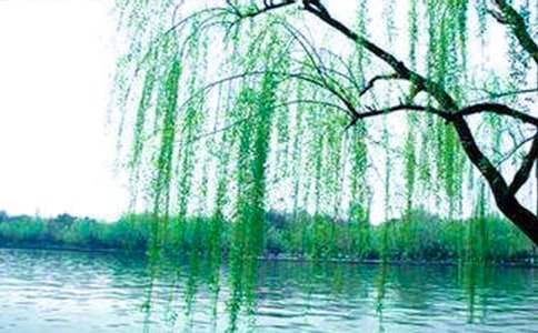 实用的柳树二年级作文七篇