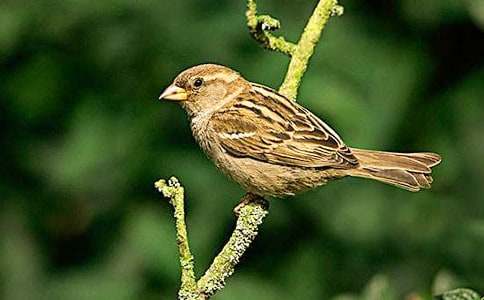 ����ȸ��˵�θ�