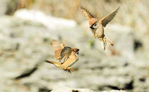 ���꼶��ȸ��һ��ʱ��ѧ��˼���ģ�ͨ��7ƪ��