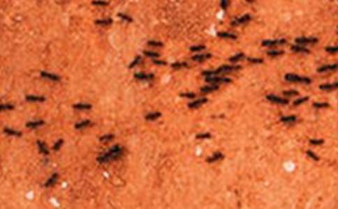 ��ѡ���Ϲ۲��ռǷ��ļ��ϰ�ƪ