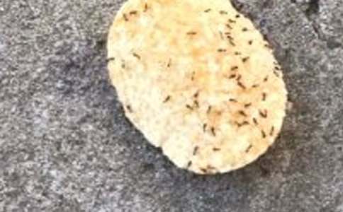 实用的蚂蚁三年级作文300字合集六篇