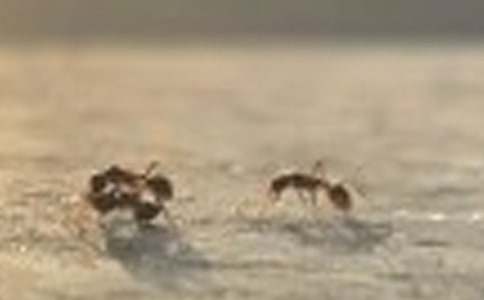 【推荐】四年级观察蚂蚁作文十篇