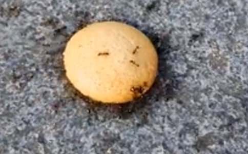 ���ϱ��μ����꼶����