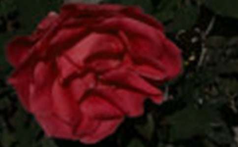 ��С¹��õ�廨����ѧ���