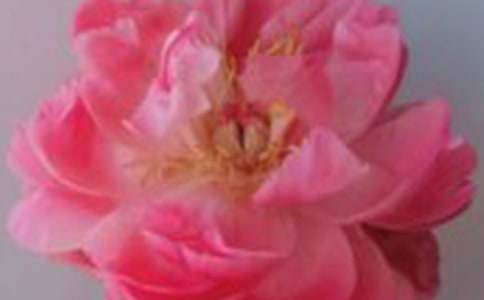 ��С¹��õ�廨����ѧ���