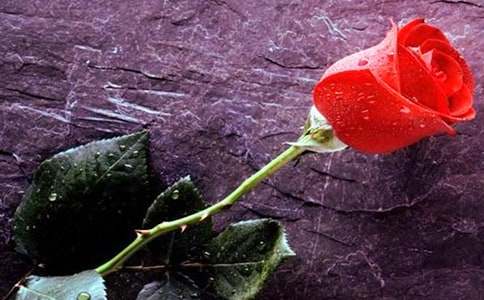 赠人玫瑰,手有余香记叙文