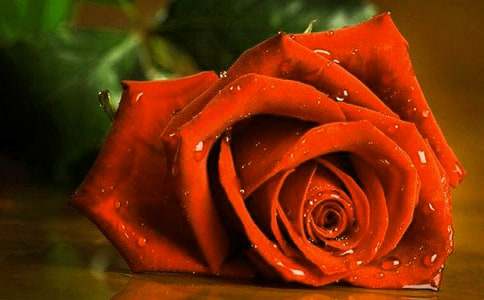 有关四年级玫瑰作文300字集合5篇