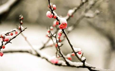 ����÷���꡷�и�