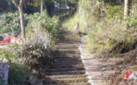 那片绿绿的爬山虎优秀教学设计