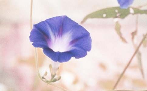 ǣţ���������꼶������15ƪ��