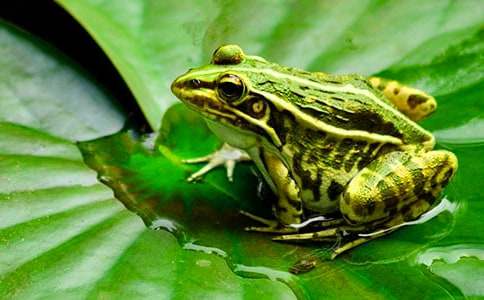 �������Ӹ��೤�����