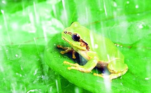 《青蛙写诗》的教学反思(精选5篇)