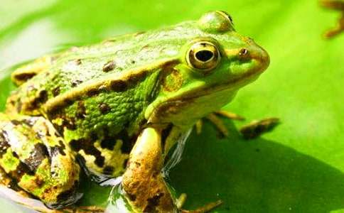 ���ܾ��Ű���������(����15ƪ)