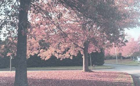 �＾Сѧ�������Ӧ����������