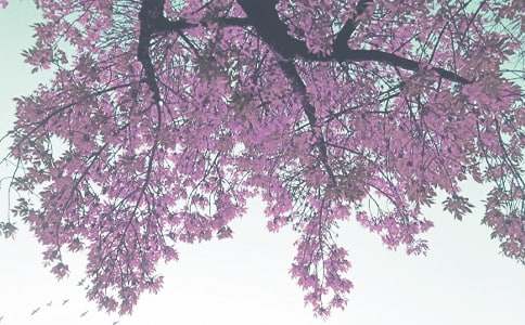 秋季小学工作计划