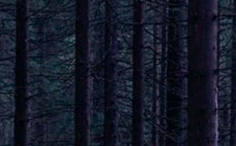 ɭ�ַ�������̰����ģ���ѡ5ƪ��