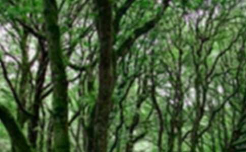 ɭ�ֱ�����кϼ�15ƪ