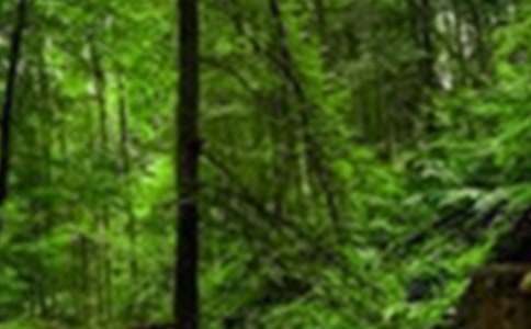 ɭ�ֱ������(10ƪ)