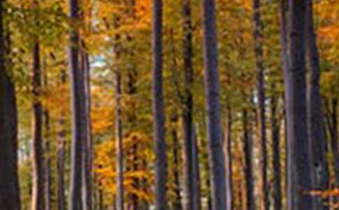 森林防火六年级作文