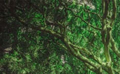 ��ɭ�ֱ��������