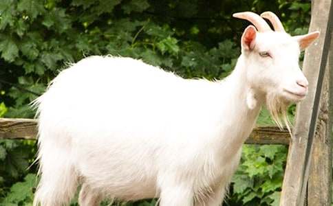 ��ɽ�򲻳����òݡ������