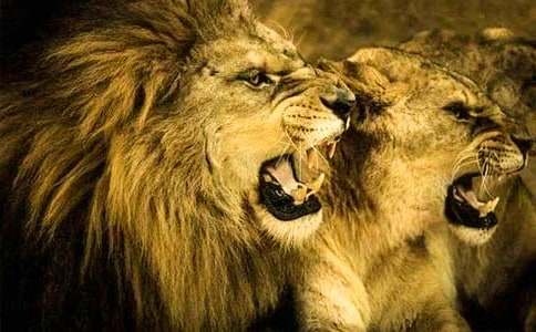 ����ʨ�ӵķ��ն�����ܣ���ѡ7ƪ��