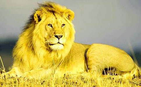 ʨ�Ӻ�¹�̰�����7ƪ