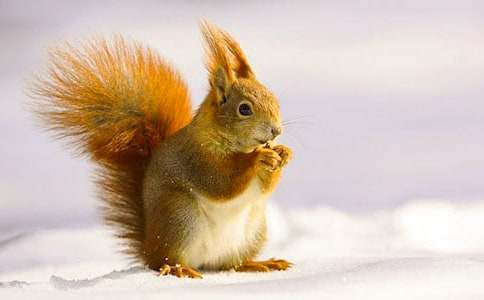 《松鼠》优秀教案