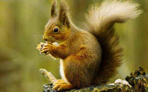 《小松鼠找花生》教学反思