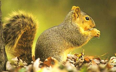 松鼠和松果说课稿