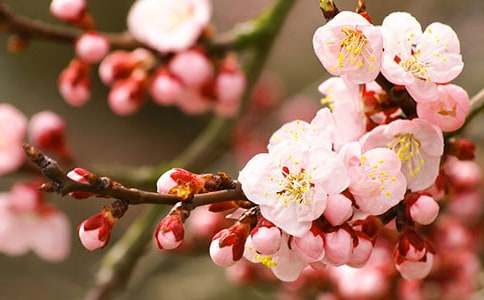 �а����Խ�ѧ����һ������ѽ̰��뷴˼