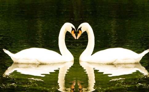 读《黑天鹅紫水晶》有感