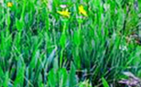 ��������Ұ����д������