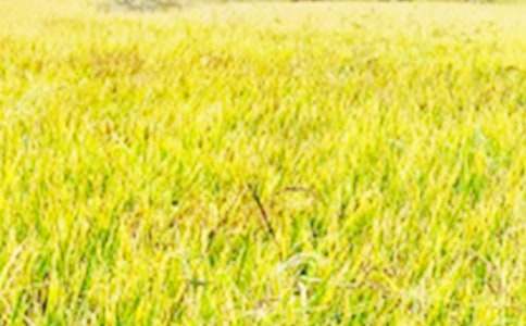 ��Ұ���ٻ��Ľ�ѧ���