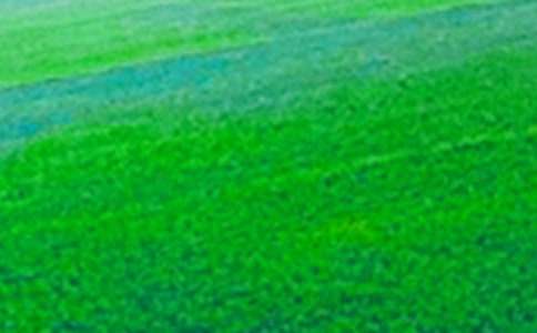 ����Ʒ�����꼶��Ұ���ĺϼ���ƪ