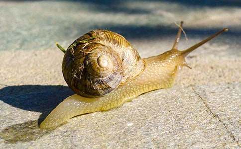 《小蜗牛》教学设计精品