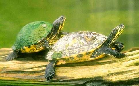 ����������ɵ��ڹ�̰���ƪ