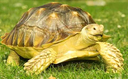 С�ڹ���꼶���Ľ���10ƪ