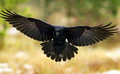 乌鸦喝水教案(15篇)