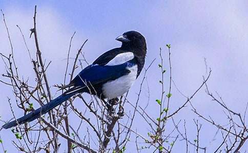 ���������ϲȵ��ѧ��˼���ģ�ͨ��5ƪ��