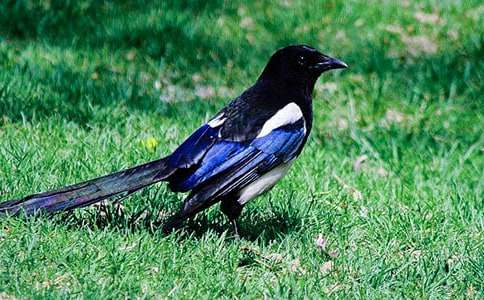 Сѧ���꼶����ͯ��ϲȵ