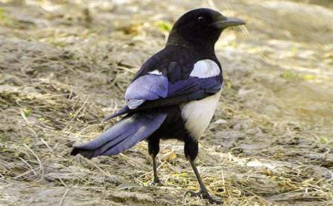 ������ϲȵ���Ľ�ѧ��˼��ͨ��13ƪ��