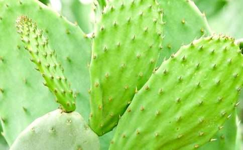 仙人掌四年级作文