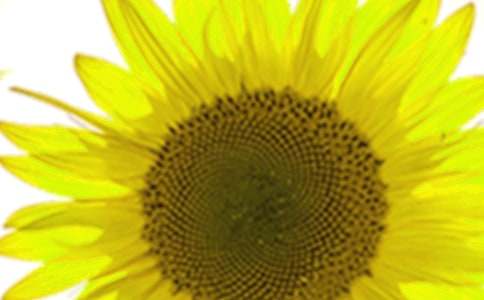 三年级观察向日葵作文