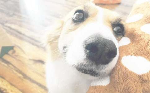 我家小狗三年级作文