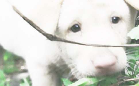 �����������꼶С�����Ļ���10ƪ