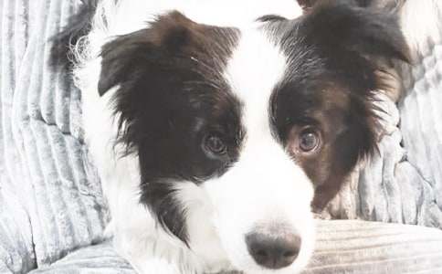 ʵ�õ����꼶����С������3ƪ