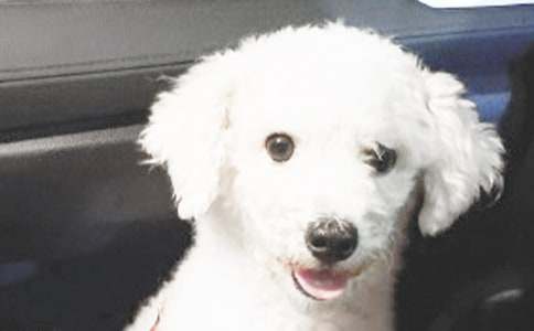 【热门】三年级小狗作文七篇