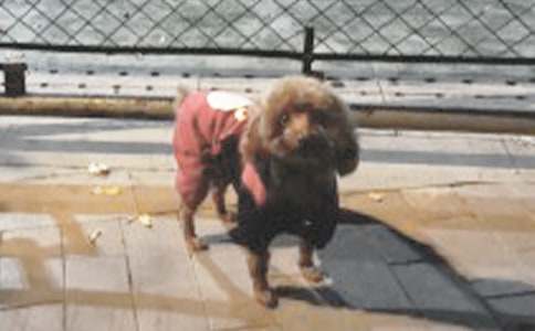 我家的小狗-三年级作文